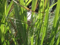 העכביש במארב קבוע ובלתי נלאה (מהקיץ) בתוך שיח הלימונית של משפחת לוי (שלב זית)
צילום: חיים לוי ינואר 2012